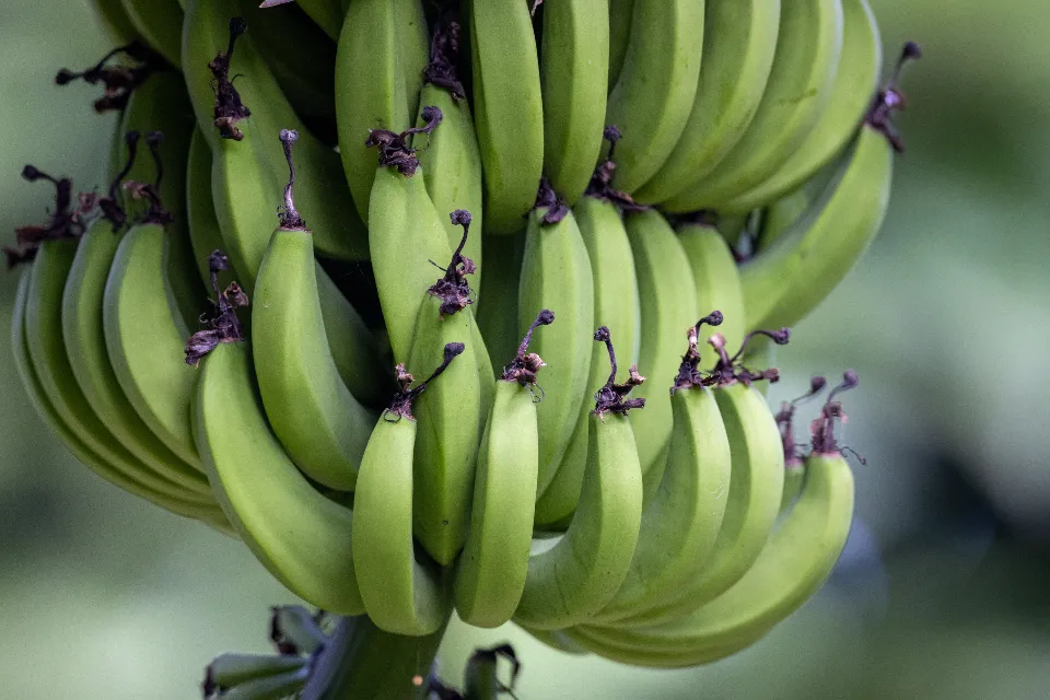 Bunch of green bananas on the plant, a close relative of abaca